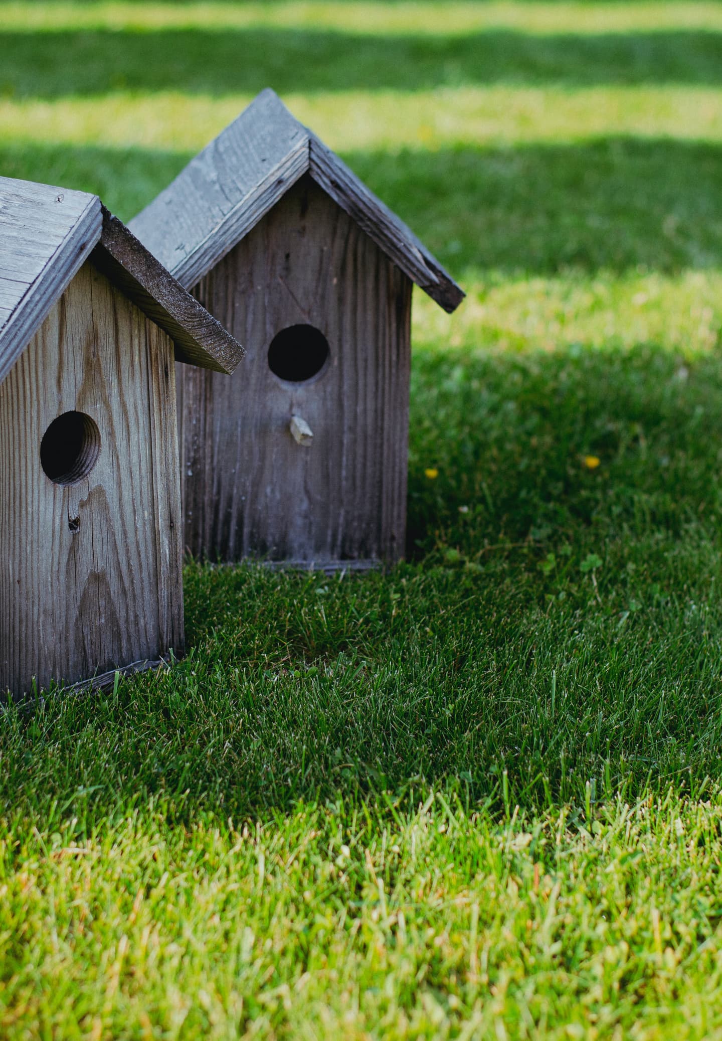 木の家と緑の芝生
